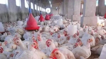 هل سيواصل الانخفاض أم يثبت استقراره؟